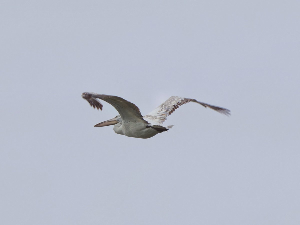 treen_paul's tweet photo. Bulgaria Day 5 Pt1 Burgas Lakes. Great views of White &amp; Dalmation Pelican, Pygmy Cormorant &amp; so many Greater Flamingoes https://t.co/wk0RwIKi2S