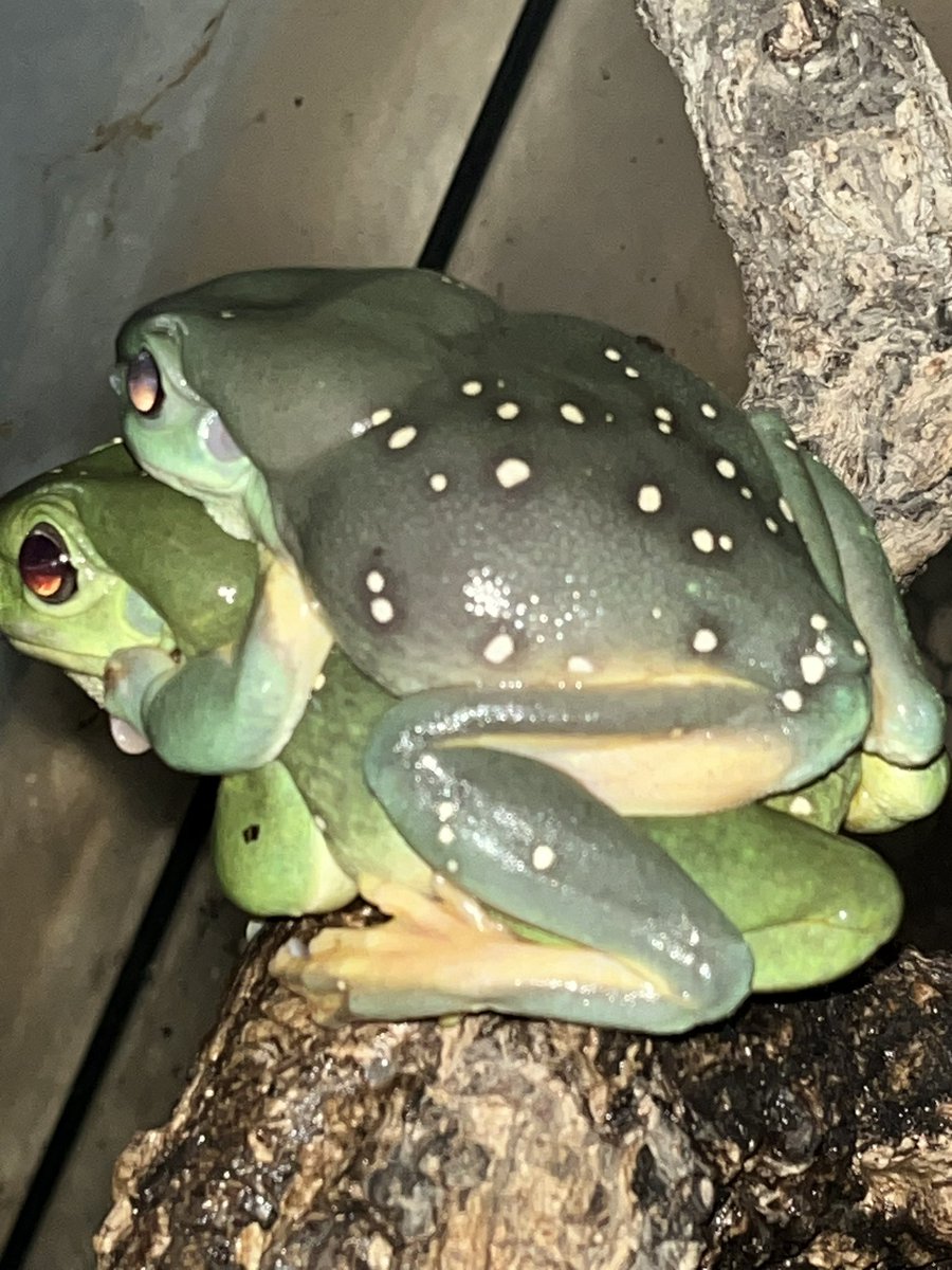 AussieReptiles's tweet photo. 今年も多くの子孫を残してくれると期待だけはしております😅💦今期は全般的に繁殖行動が遅いような…焦らずじっくり観察するしかないので…一種ずつ丁寧にタイミングをみてました👀 https://t.co/ieLO2FwzTr