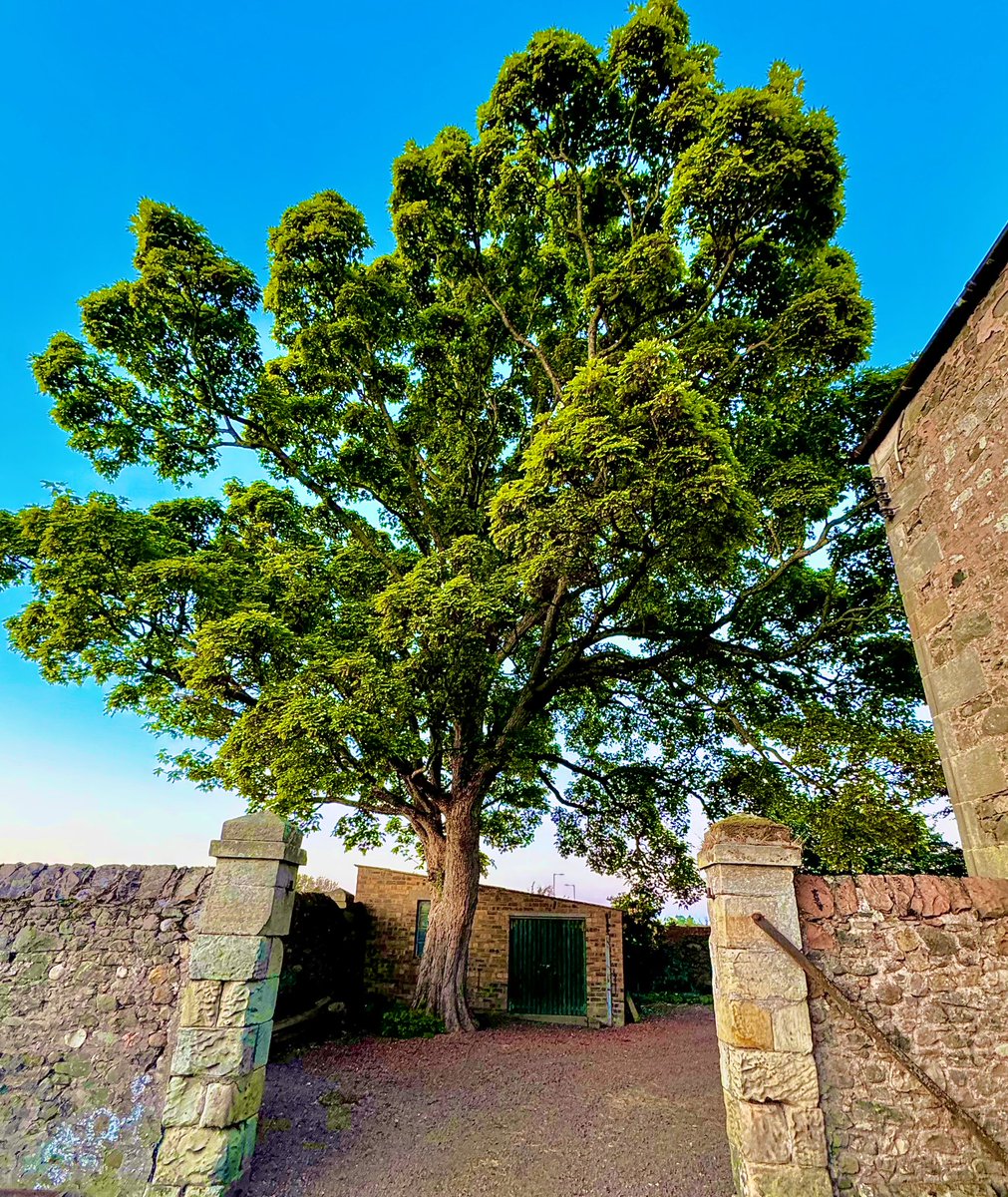 JamesMelville's tweet image. A great photo of a natural carbon capture machine in the garden.