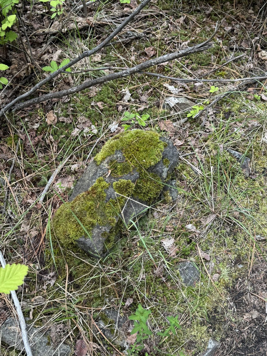 Quvar “Neurotypical Guy” Shakesbear🍍 tweet media