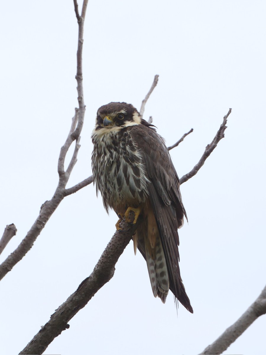 treen_paul's tweet photo. Bulgaria Day 5 Pt2. Raptors
Closest ever view of a Hobby. Flew into tree at end of path we walking &amp; didn't move till we were about 12ft away. 4 Eagles - White-Tailed,Booted (both phases), Short-Toed &amp; Lesser Spotted, Buzzard, Kestrel, RB &amp; Wood hat Shrike &amp; MarshHarrier https://t.co/KbP5hP3W2B