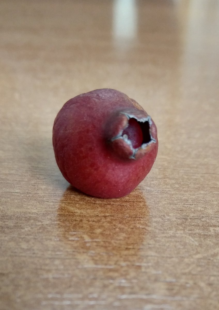 Lopezlaila1's tweet photo. #Arazá #Psidium cattleyanum https://t.co/fsvRjqKJhz