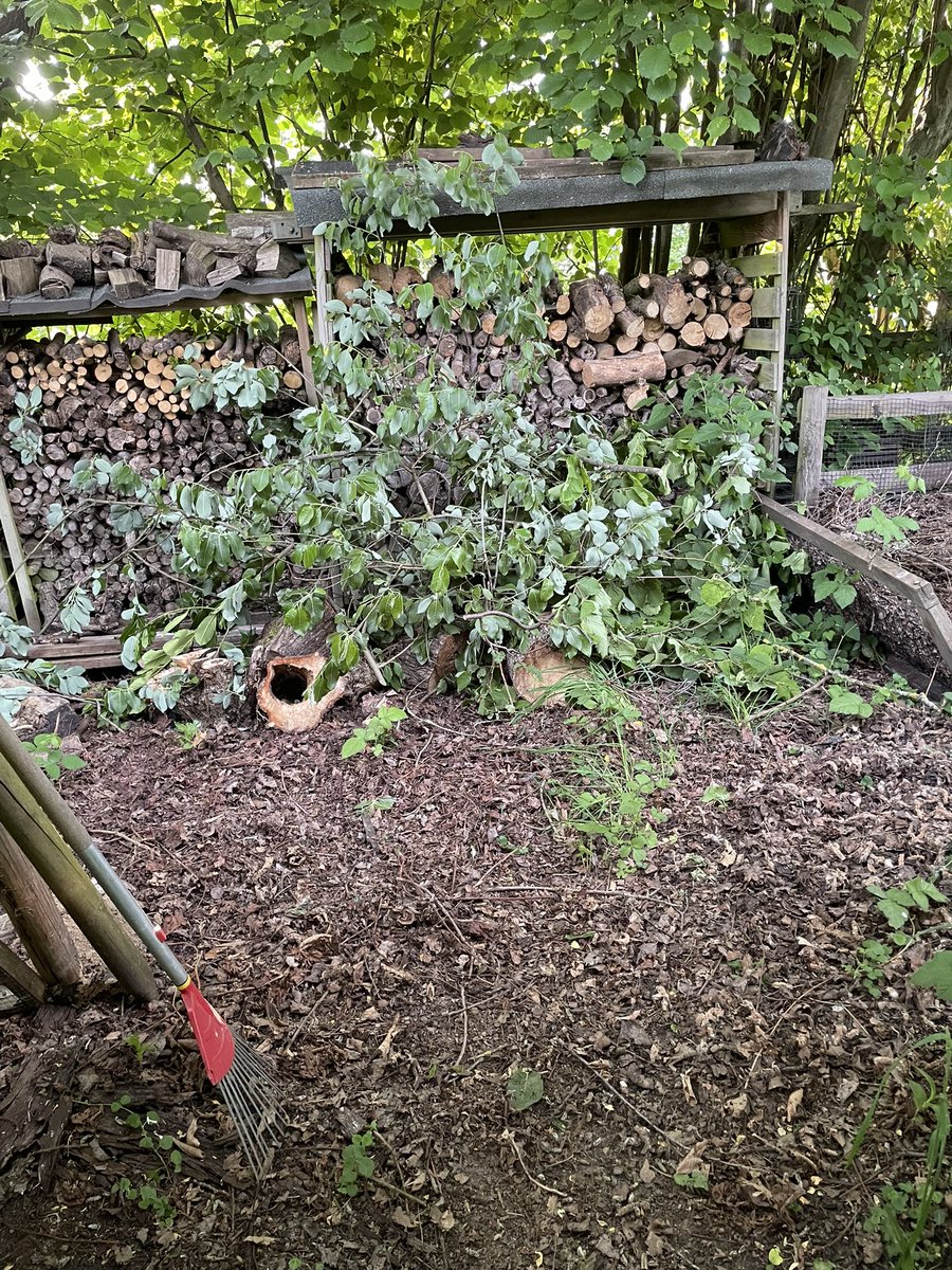 cryptoms tweet media