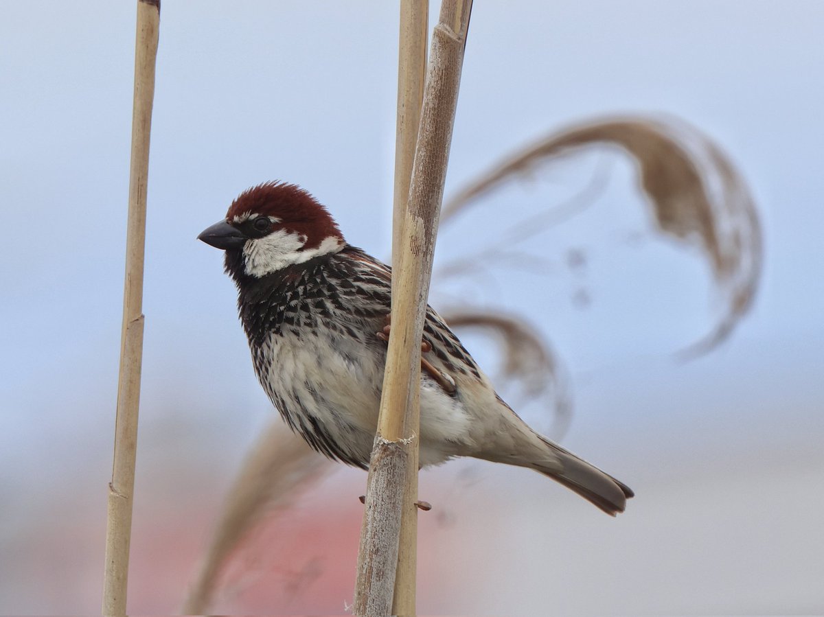 treen_paul's tweet photo. Bulgaria Day 5 Pt3. Best ever views of Purple &amp; Squacco Heron. Spanish Sparrow pretending to be a Reed Bunting &amp; fab Turtle Dove https://t.co/Yx44E4sMrK