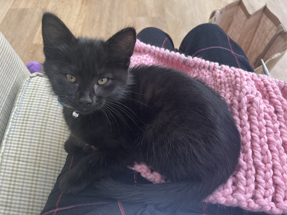jody_schmid's tweet photo. Knitting with Trout. Babysitting my daughter’s kitten on a #Caturday https://t.co/jHlneh1lF5