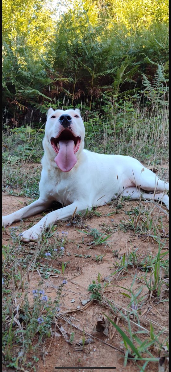 Çiftliğimizin masum kızını, Prenses’i kaybettik. Dünya tatlısı bir çocuktu. Güzel yaşadı. Yasaklı ırk diye ötekileştirilmelerine öldürülmelerine asla razı değiliz. Buluşana dek Gökkuşağı Köprüsü’nde bekle bizi Prenses. Sana ve arkadaşlarına sözüm olsun, asla vazgeçmeyeceğim