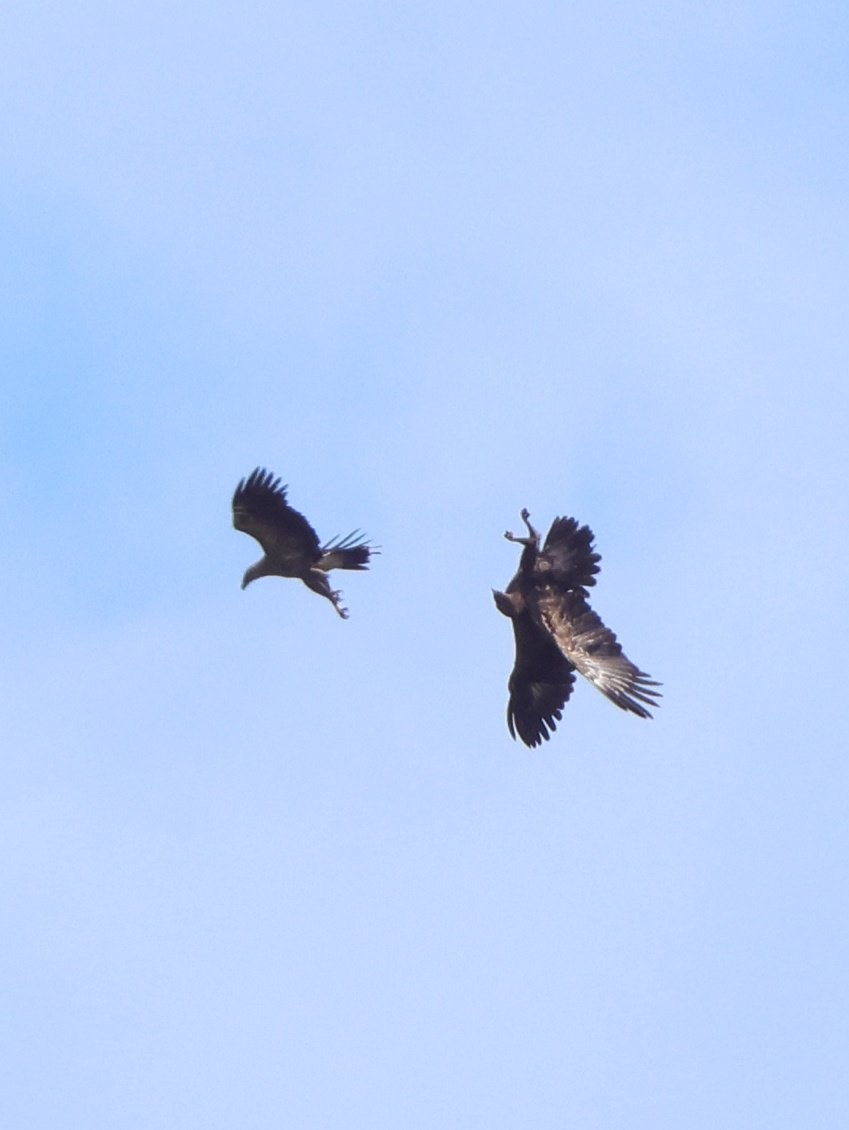 treen_paul's tweet photo. Bulgaria Day 5 Pt 4  Lesser Spotted Eagle aerobatics https://t.co/Pj5PasGki9
