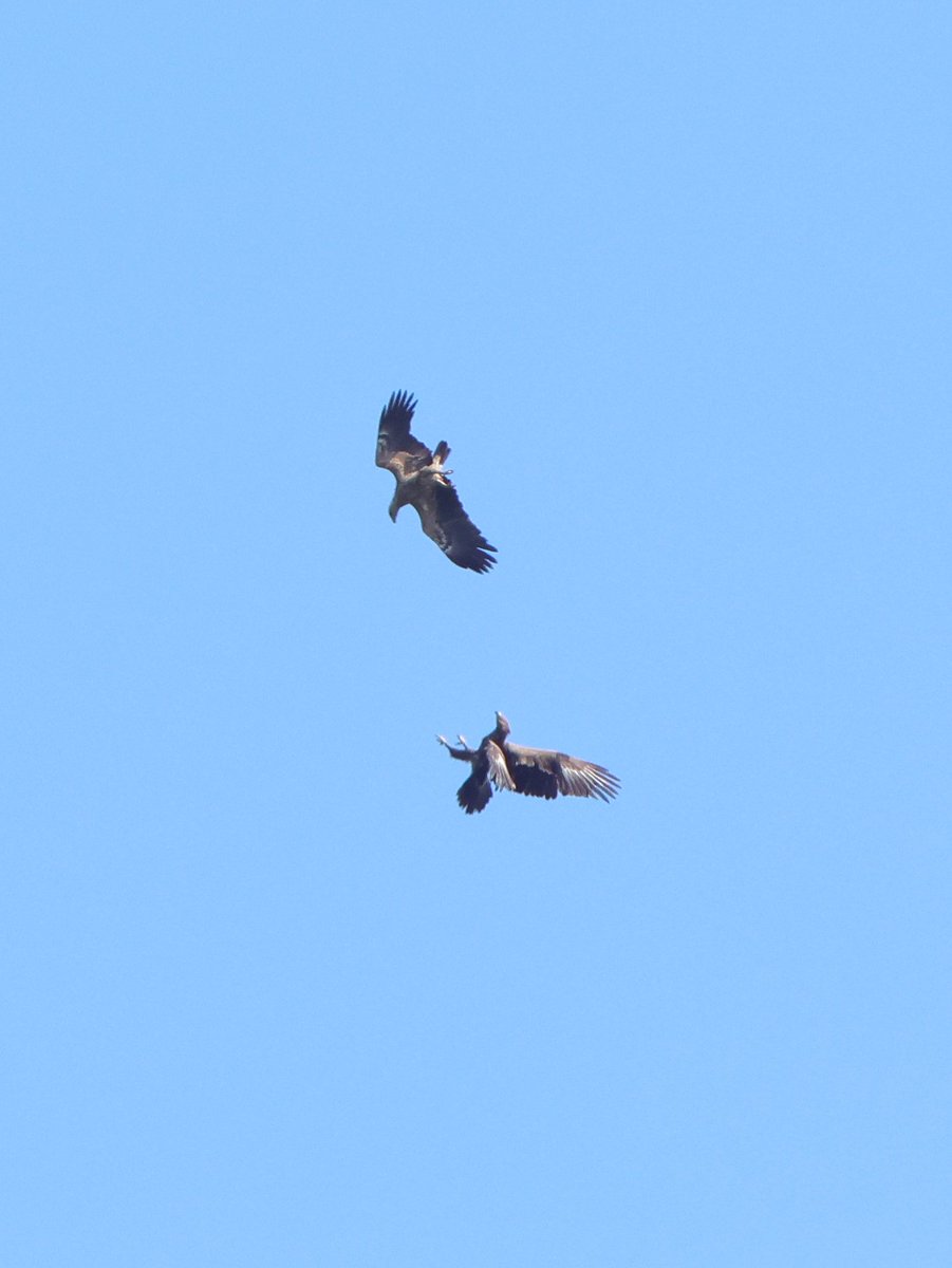 treen_paul's tweet photo. Bulgaria Day 5 Pt 4  Lesser Spotted Eagle aerobatics https://t.co/Pj5PasGki9