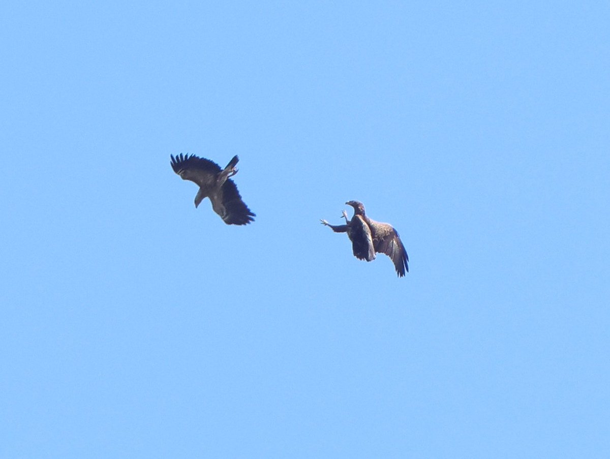 treen_paul's tweet photo. Bulgaria Day 5 Pt 4  Lesser Spotted Eagle aerobatics https://t.co/Pj5PasGki9