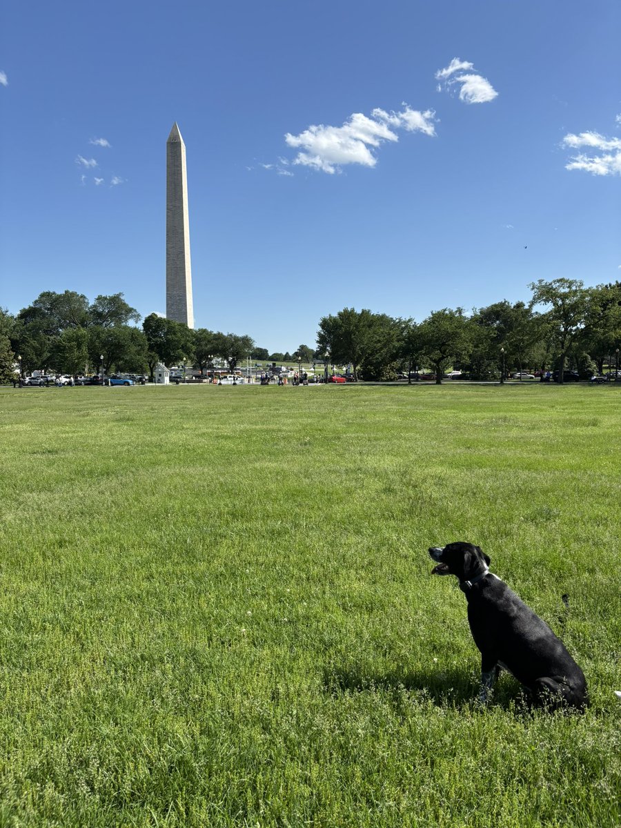 jdawsey1's tweet image. Four years after coming off a rescue dog truck from Texas, Pepper demanded to see the sights of Washington.