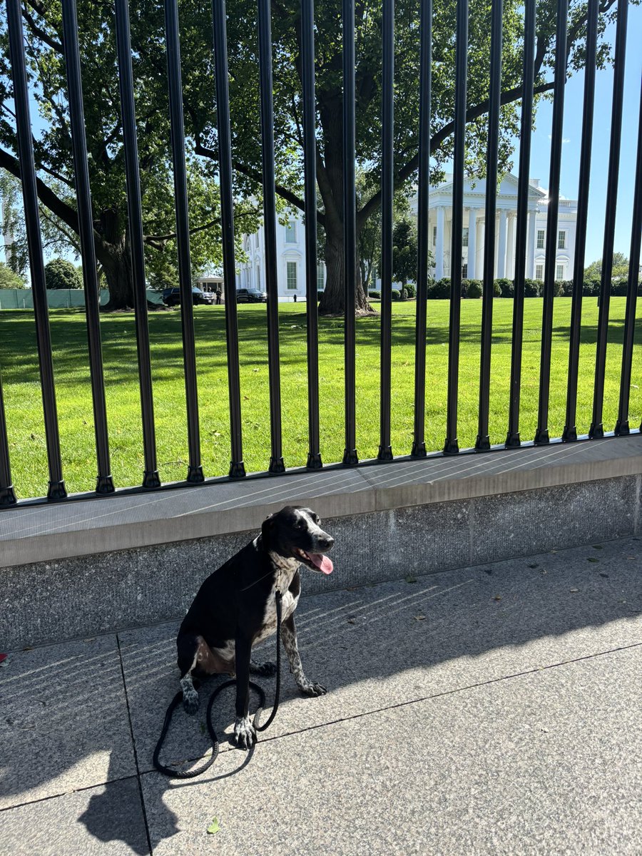 jdawsey1's tweet image. Four years after coming off a rescue dog truck from Texas, Pepper demanded to see the sights of Washington.
