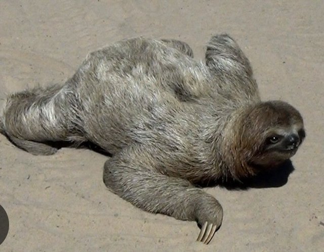 A_small_Raev's tweet photo. Portugal - I would sleep but he is very hot so I give him 1 point for good looks and that silly sloth walk  #ESC2025 #esc https://t.co/uVYRUSFvBv