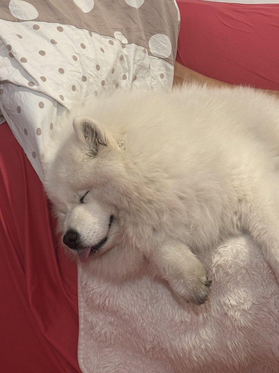 CCscarf's tweet photo. This is Coconut. Coconut is sleeping, and she accurately represents how I feel about Portugal…..I would rather be asleep! #Samoyed #Coconut #sleepy #SBSEurovision #Eurovision2025 https://t.co/qGohwtH9bm
