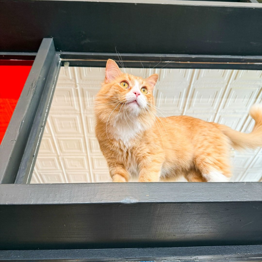 Azreal is also out enjoying the lounge! They both love exploring! Come meet this bonded and paired duo this weekend 💕