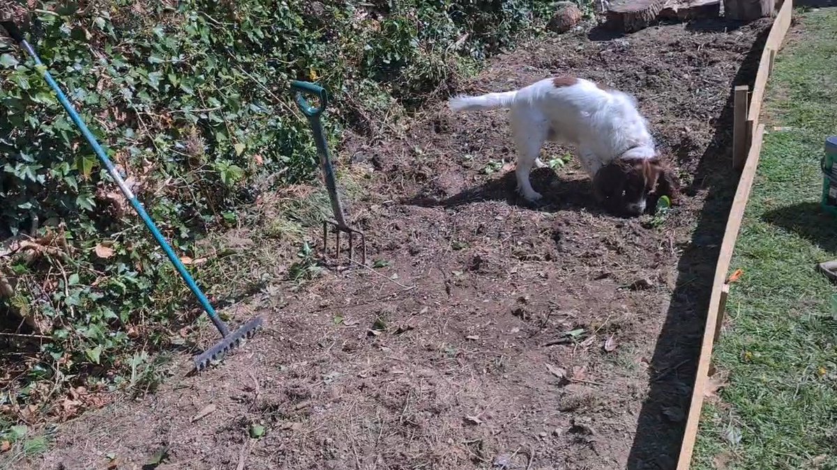 learoshi's tweet image. In touch with nature and having some help in the garden. People don't realise the benefit of home grown food.
#spaniel #gardening #allotment #health