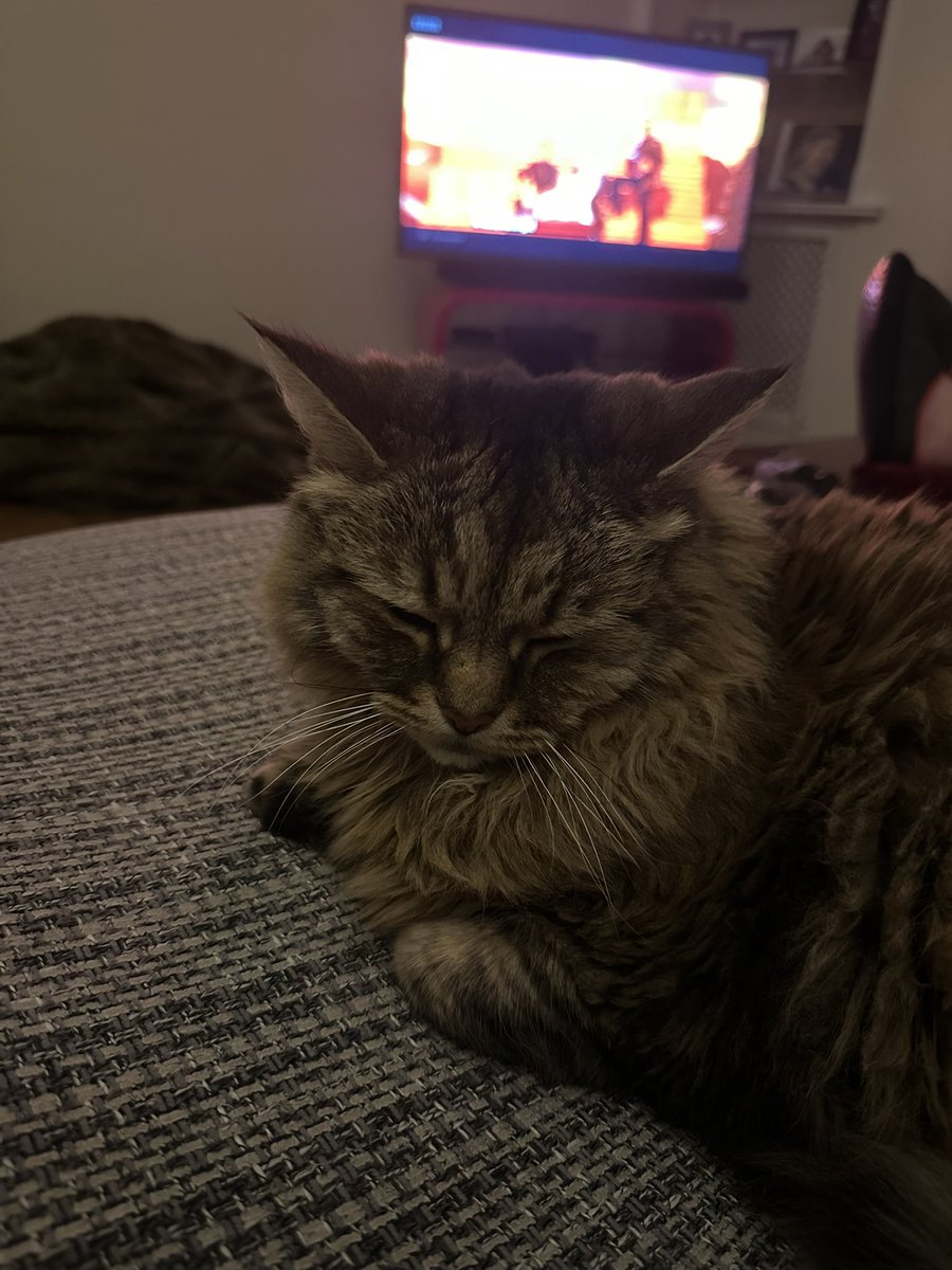 FLP cat disapproves of saunas #sweden