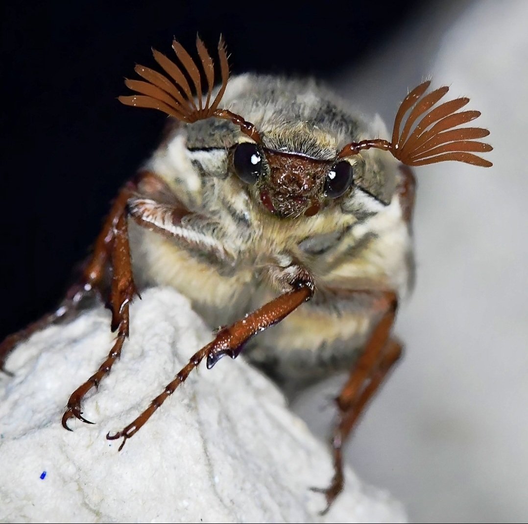 A May Bug, this evening.