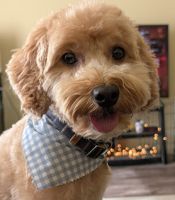 Lee tweet media