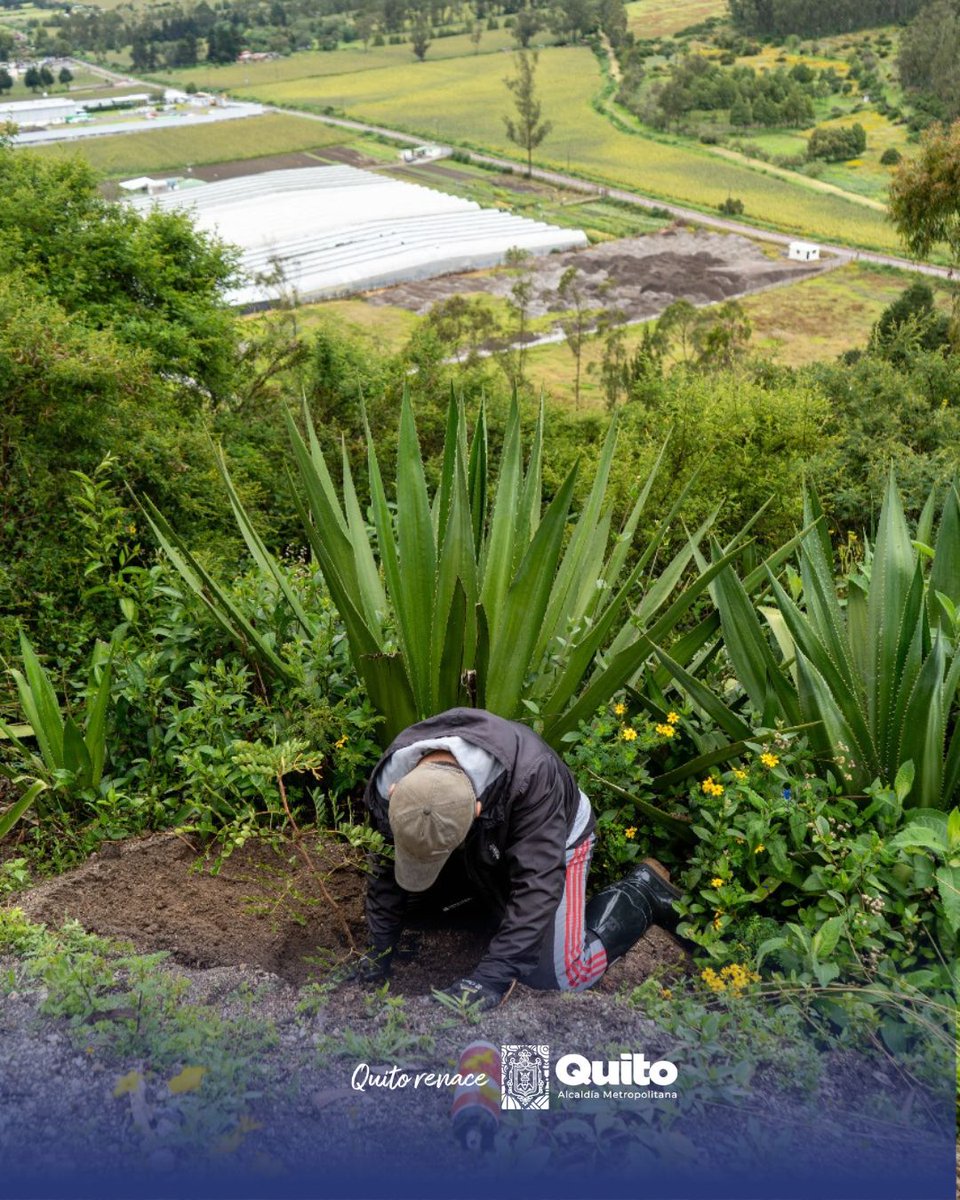 ZonaChocoAndino's tweet photo. 🌿💪#Ambiente I ¡Quito se une por el planeta! En una gran minga de limpieza y reforestación, las comunidades de Nono y Calacalí se activaron junto al equipo de #QuitoVerde para cuidar nuestro entorno 💚
¡Gracias a todas las manos que se sumaron!
#QuitoRenace https://t.co/vooYsk8WLN