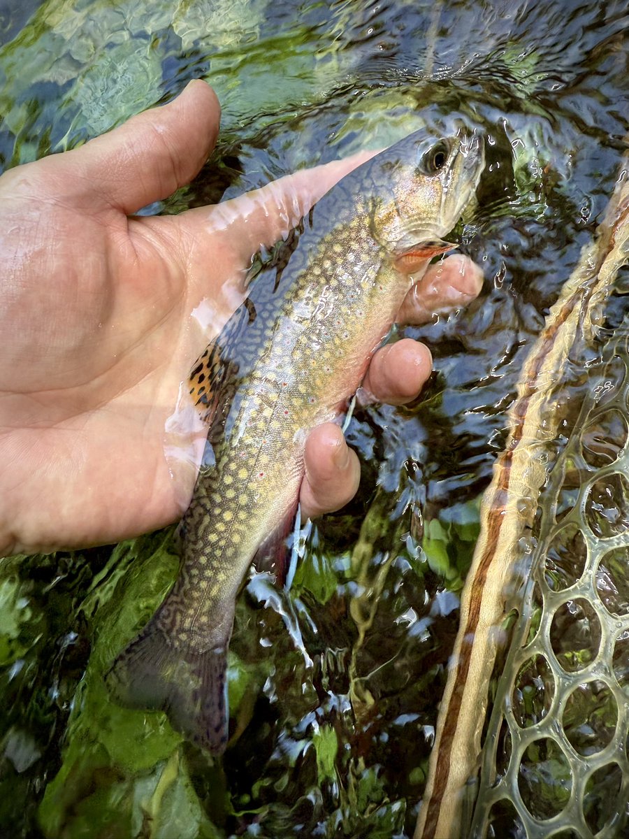 woolybugged's tweet photo. I made new friends in the Hollow this afternoon. Some were welcoming, others not so much.

#pennsylvanianative #patrout #nativetrout #paflyfish #wildtrout #brooktrout #pabrooktrout #browntrout #greatoutdoors #springtime #pa #pafishing #getoutside #greatoutdoors https://t.co/QIGpqgJ6CW