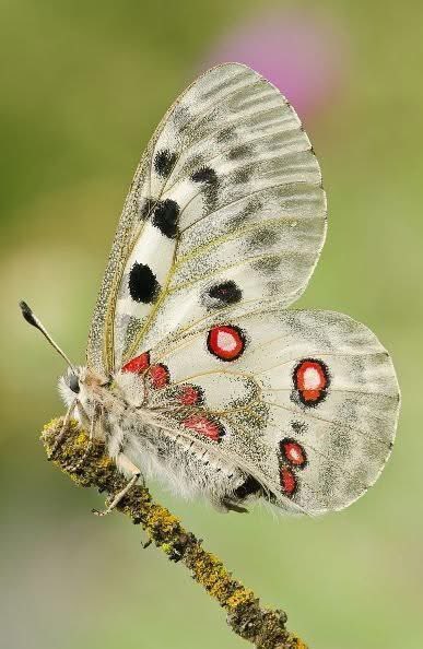 yildizsun's tweet photo. 📌Kelebek kanatlarındaki eşsiz desenler, doğadaki en etkileyici sanat örneklerindendir. Her türde göz alıcı renkler ve simetrik şekiller bulunur. Bu desenler, çiftleşme ve korunma gibi işlevler taşırken Allah’ın yaratma sanatını da yansıtır.
#mucize #lovegod #creationoftheGod https://t.co/1PvYydiUAF
