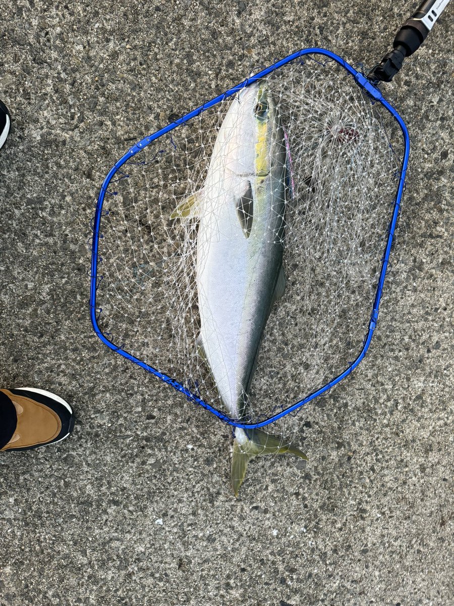 Mu08sw's tweet image. ヒサシブリー