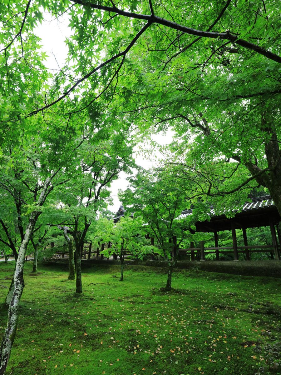 ã³ãŠã¹ã±ð±ðž (@kousukesohere) on Twitter photo æ°ç·ã®å£ç¯ð±
çŽ æµãªå£ç¯ã§ãð¿
京éœããããžè¡ããšéãã¿ãã綺éºãªå£ç¯ã«ãªã£ãŠããã®ã§ããããð
ç¹ã«éšäžããã倧å€ç¶ºéºã§ãð¿
ã§ããã
京éœã«è¡ããããŠããã€ã³ããŠã³ãã®åœ±é¿ã§äººãèŠã«è¡ããããªãã®ã§ãâïž
ã ããèºèºããŠããŸãã®ã§ããð±
éšãèŠããã(CCR)
youtu.be/hAQANq5Dv-k?si⊠æ°ç·ã®å£ç¯ð±
çŽ æµãªå£ç¯ã§ãð¿
京éœããããžè¡ããšéãã¿ãã綺éºãªå£ç¯ã«ãªã£ãŠããã®ã§ããããð
ç¹ã«éšäžããã倧å€ç¶ºéºã§ãð¿
ã§ããã
京éœã«è¡ããããŠããã€ã³ããŠã³ãã®åœ±é¿ã§äººãèŠã«è¡ããããªãã®ã§ãâïž
ã ããèºèºããŠããŸãã®ã§ããð±
éšãèŠããã(CCR)
youtu.be/hAQANq5Dv-k?siâŠ