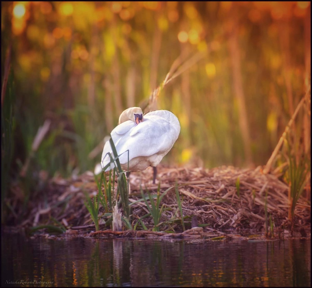 Natasha Roberts Imagery tweet media