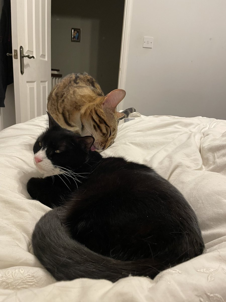 Benjamin loves me so much ❤️❤️❤️❤️ the best #Caturday ever