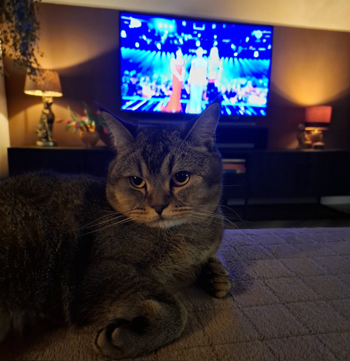 Je hoort mn kater denken:

Hoe lang  duurt het nog?

#Songfestival