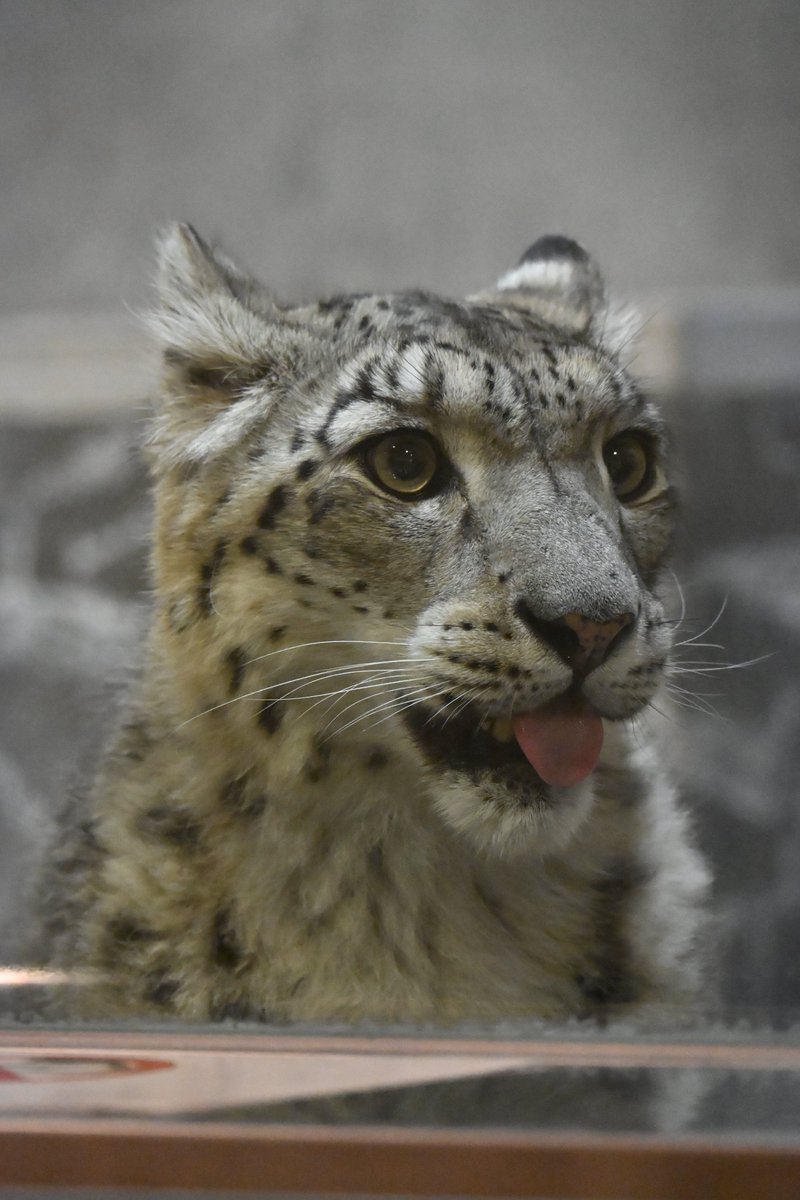 Canon_0331's tweet image. べー😛

#いしかわ動物園
#ユキヒョウ
#ジーマ