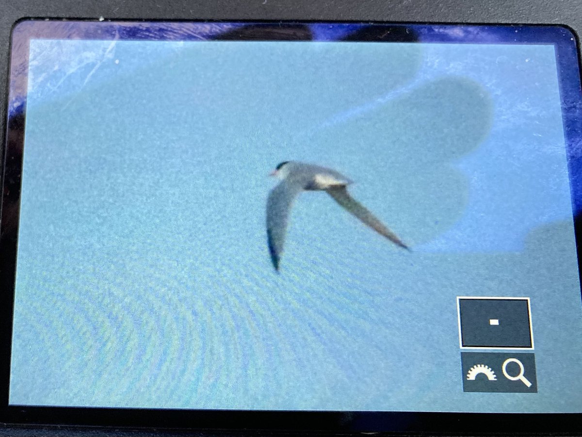 Picked up the Least Tern at Baltray, Co. Louth this evening. Only seen twice briefly late this evening. The fifth year in a row I’ve seen this bird! <a href="/BirdGuides/">BirdGuides</a> <a href="/LouthBirdNews/">LouthBirdNews</a>