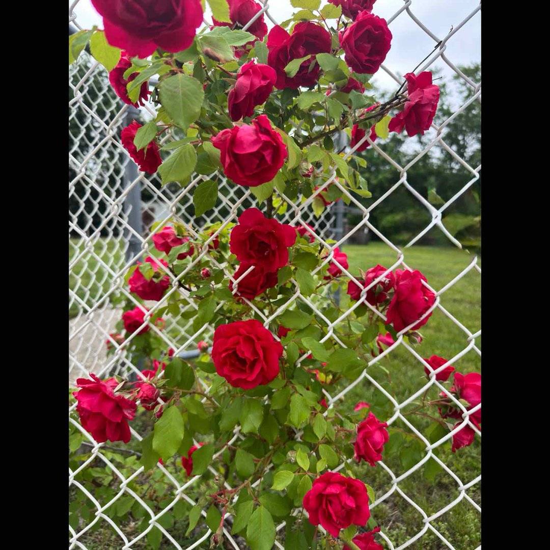 🎙All this rain has me so proud of my rose bush. 😊