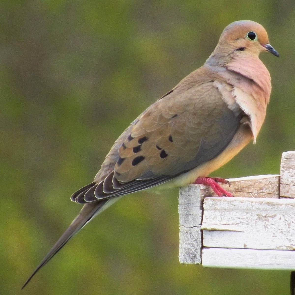 Mourning Dove