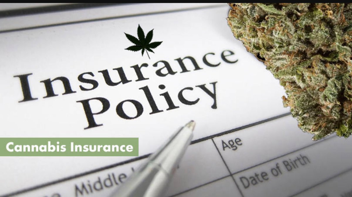 mrgloss's tweet image. Safeguard Your #CannabisBusiness with Top-Tier #InsuranceCoverage! 🌿 #CannabisInsurance #ProtectYourBud 

🔗 pminsuranceservices.com/cannabis-insur…