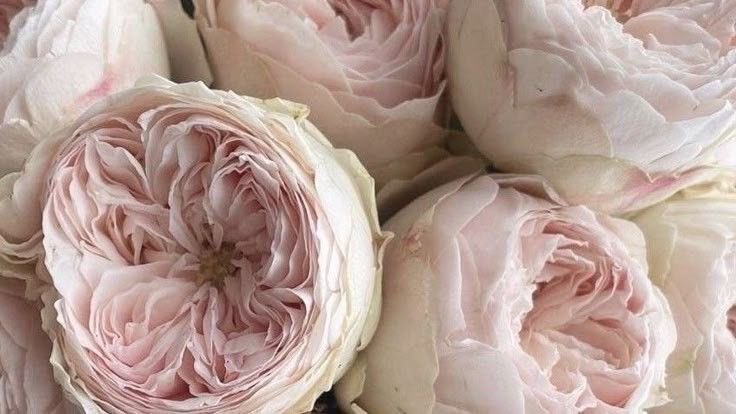 ‏ْ (@piinkifairy) on Twitter photo 