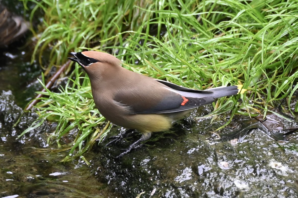 lorifaithnyc's tweet image. Those hipster masked birds aka Cedar Waxwings, were front and center at the bathing rock earlier today. #birds #birdwatching #birdcpp #nature #mymorningwalk #nyc #springmigration