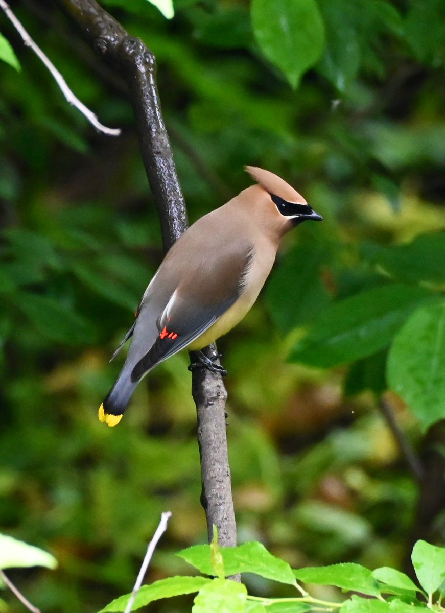 lorifaithnyc's tweet image. Those hipster masked birds aka Cedar Waxwings, were front and center at the bathing rock earlier today. #birds #birdwatching #birdcpp #nature #mymorningwalk #nyc #springmigration
