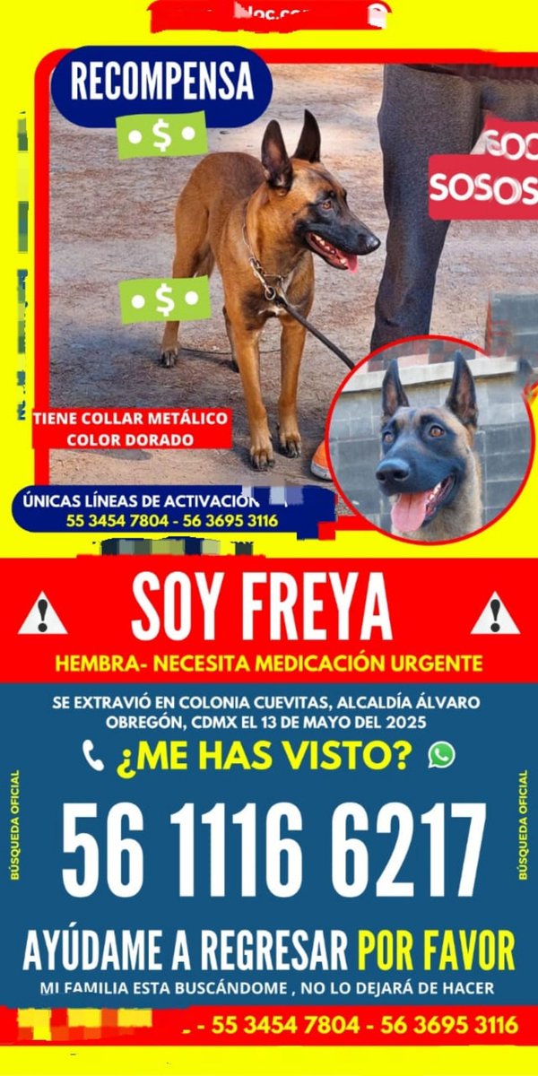 Ayuda a encontrar a FREYA!
