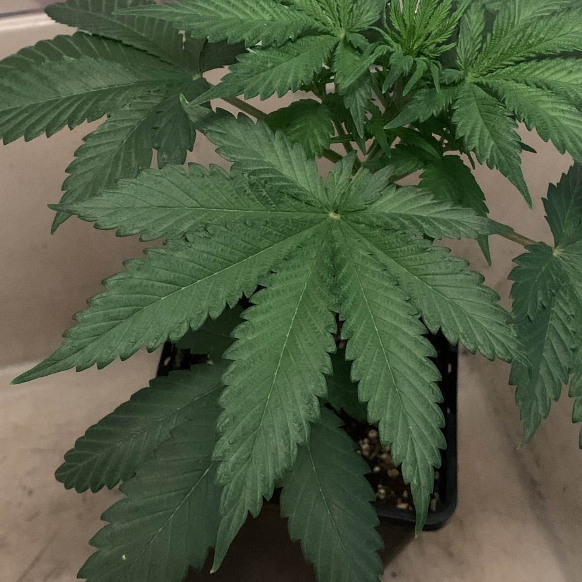 skunkcityseeds's tweet photo. Big Buddha Cheese (GH Cheese) #2022 #RIPMILO https://t.co/6NIs1vrXak