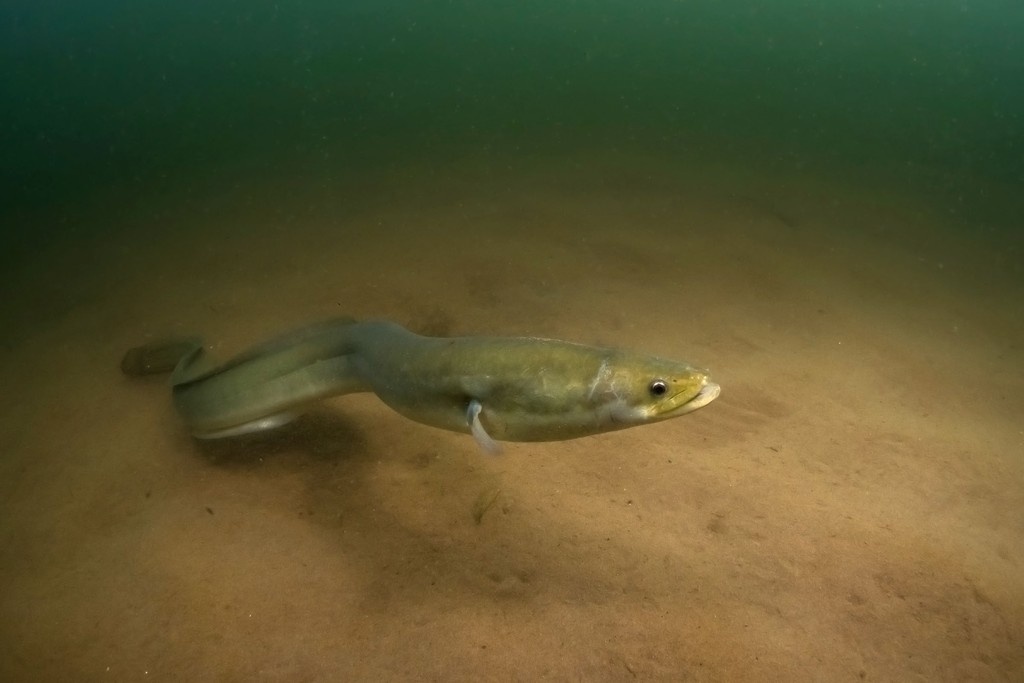 The future of the once-plentiful American eel is at risk. 
l8r.it/O4P1