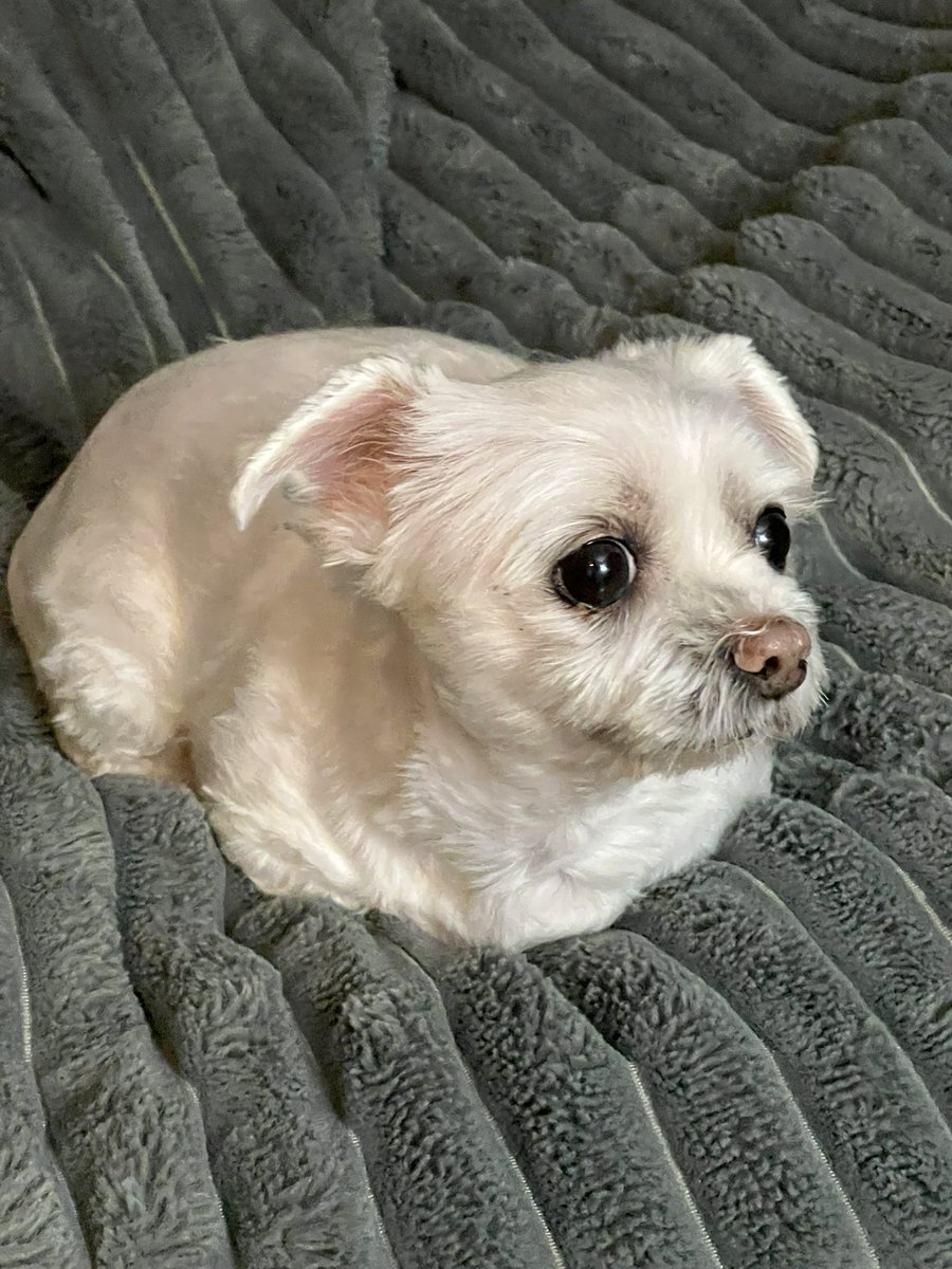 BadBoyHalo tweet media