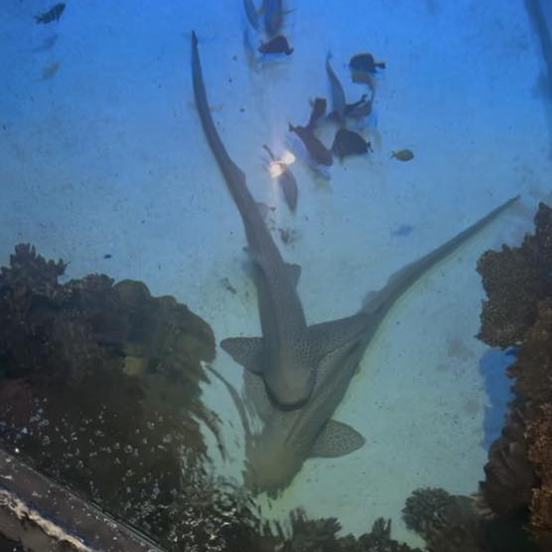 armyARCP's tweet image. LTC Barrientos, MAJ Caro, and MAJ Ellzey joined the Adaptive Reconditioning Program team for a command visit to the shark dive event at the local aquarium. SRU Soldiers can participate this spring and summer! 

#ARCP #AdaptiveReconditioning #JBLM