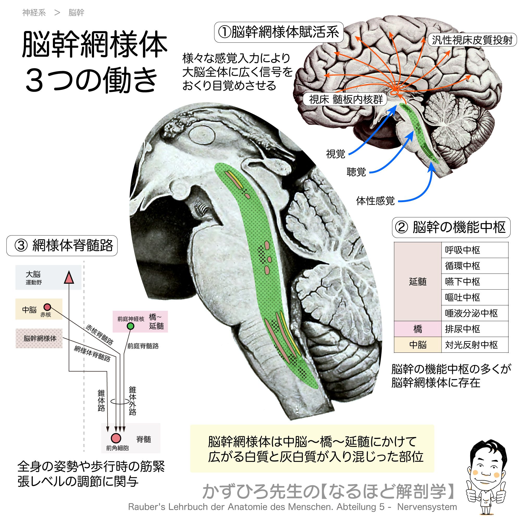 脳解剖学(萬万甫) Amazon.co.jp: 脳解剖学 : 萬年 甫, 原 一之: Japanese Books