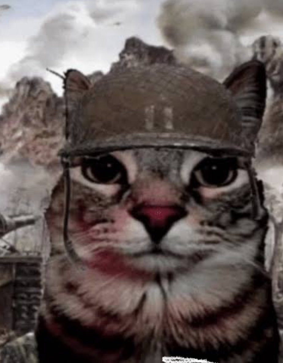 coolcat 🐝 (@goodflexson) on Twitter photo 