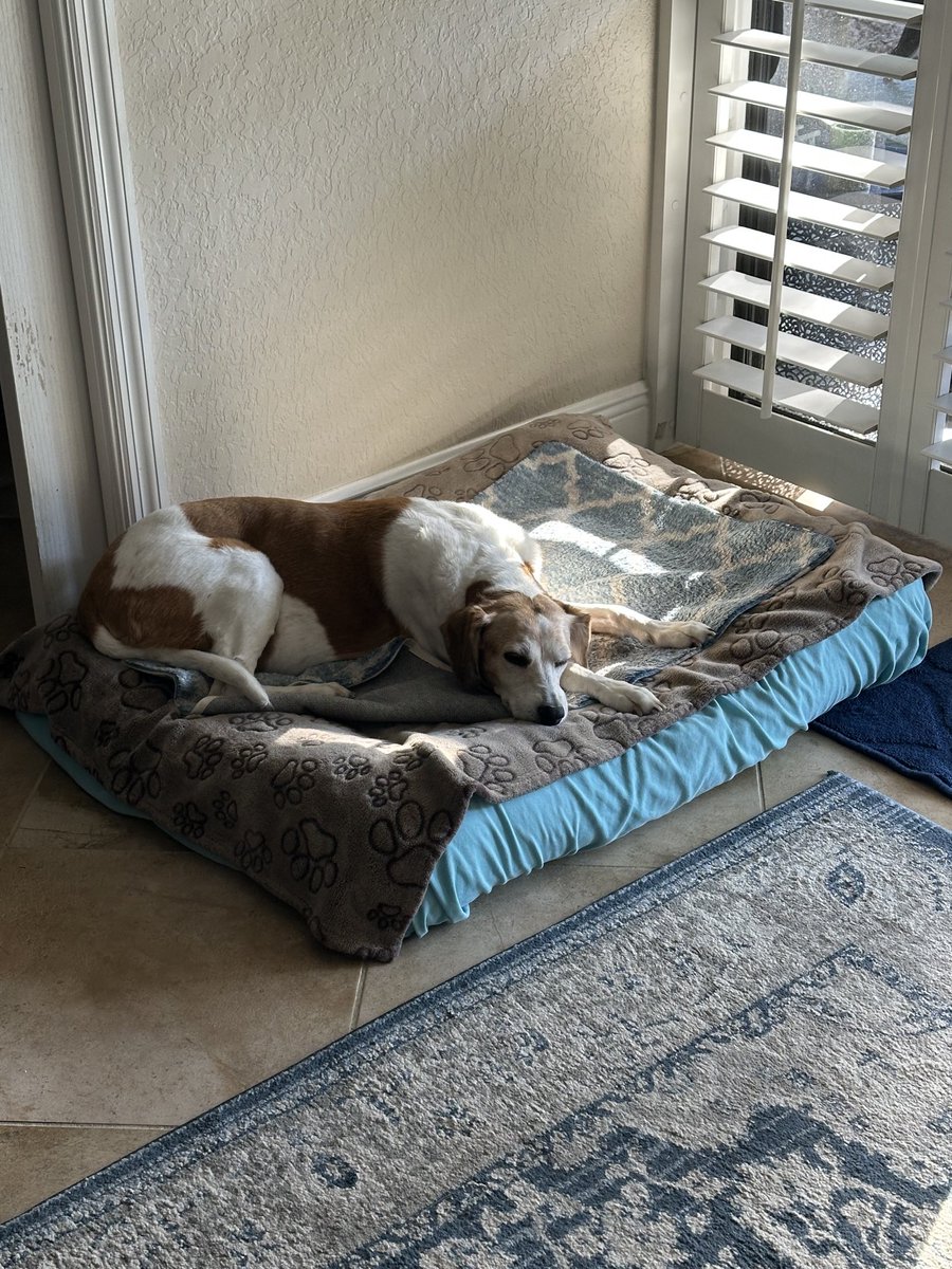 My bff Brookie is going to spend the night here. Wait a minute though… she’s in MY bed 😳🤣🐶💕