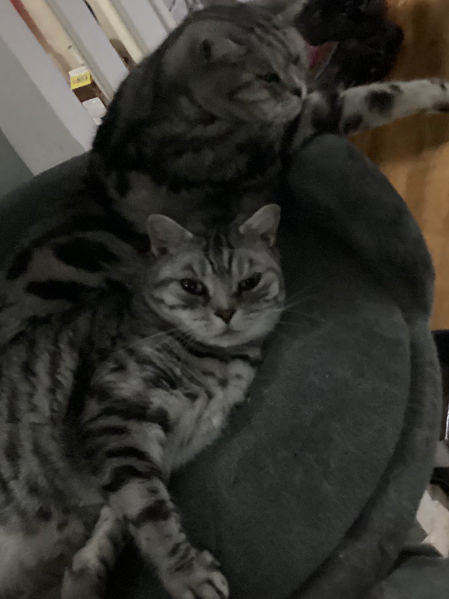 catwoman1957's tweet photo. Luther: you might as well go back to sleep Zeus, we never get many points #EurovisionSongContest #SilverKings ❤️👑 https://t.co/6mB0xuqRHy