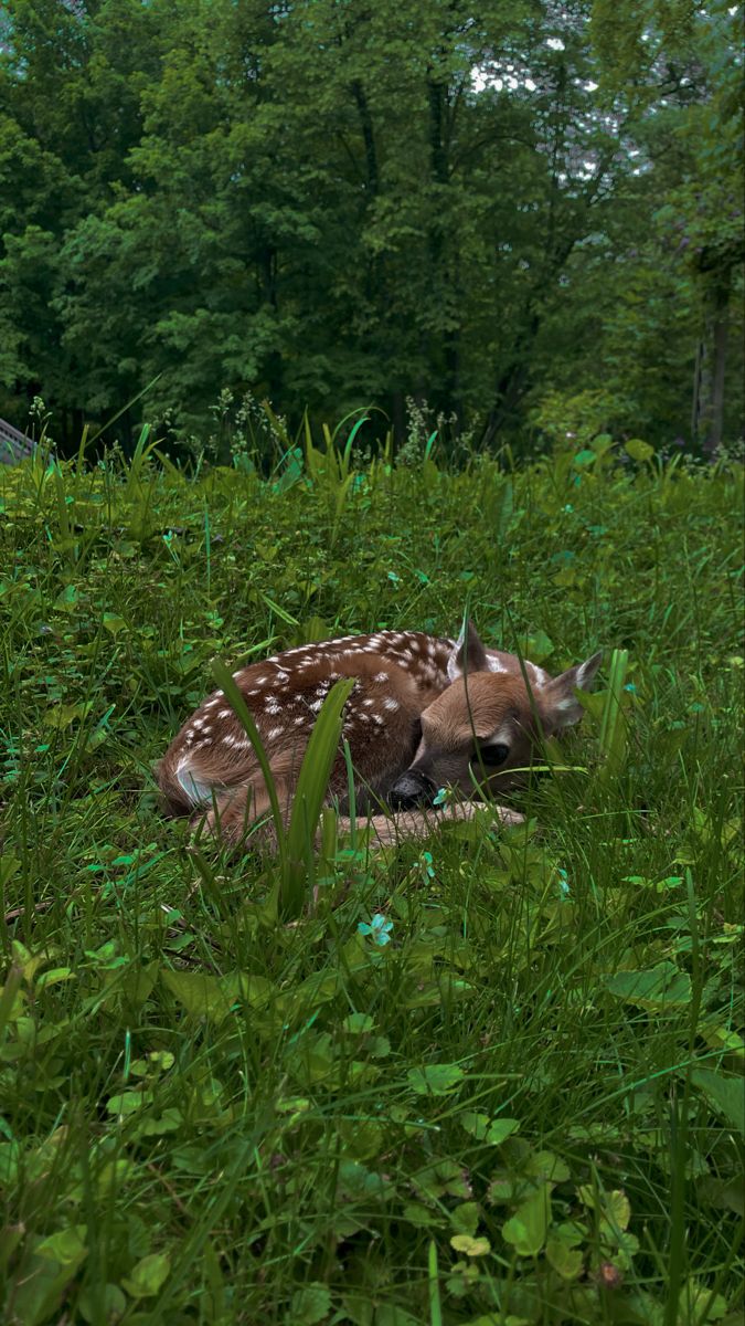 ᅠ ᅠ (@greendreaams) on Twitter photo 