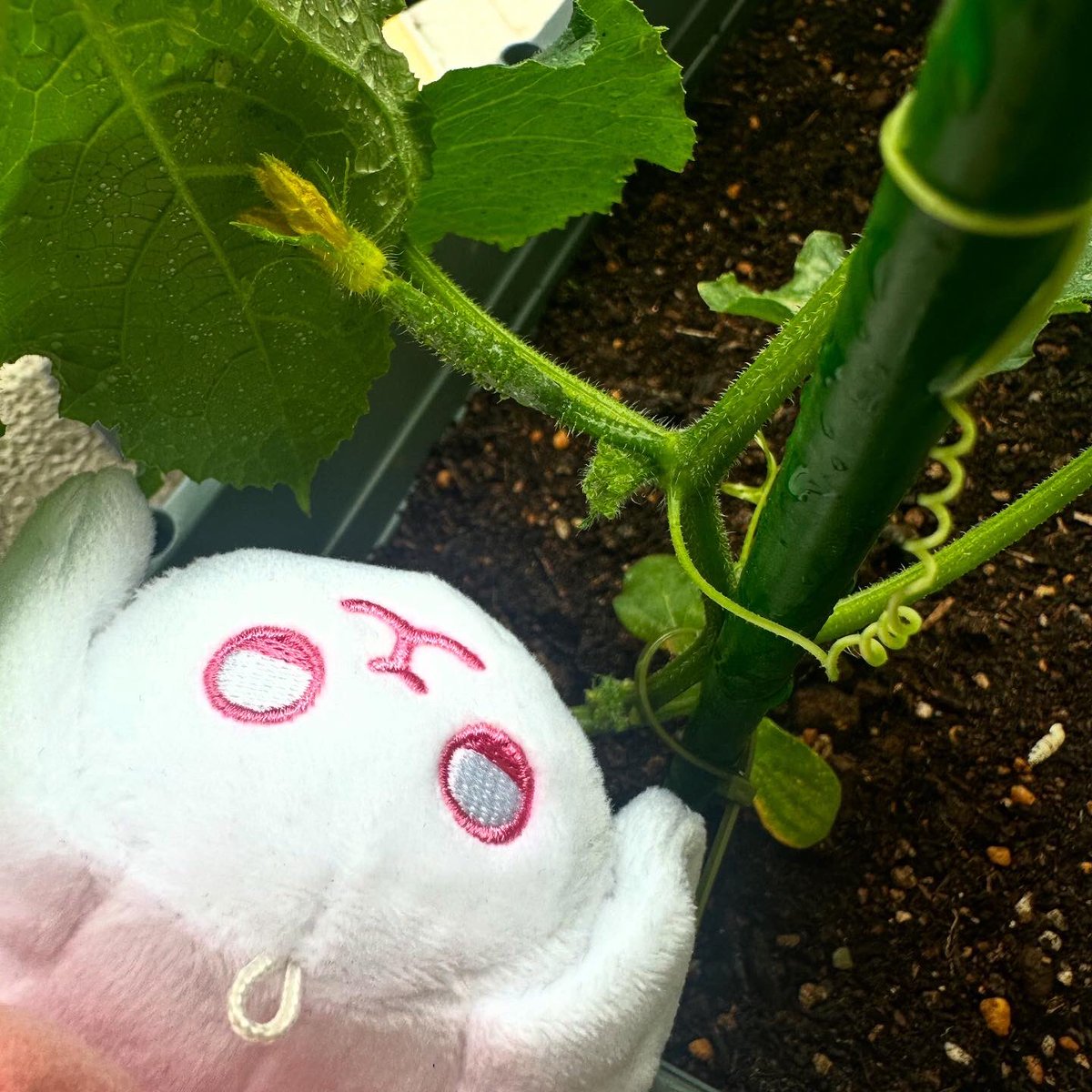 5月上旬に植えたきゅうりの苗から花が咲いたよ。
まだ、実は小さいですが楽しみだね🥒🐰
#ベランダ菜園 #家庭菜園 #キュウリ #スシズー #スシメー #sushizoo #susheep #ぬい撮り #ぬいぐるみ