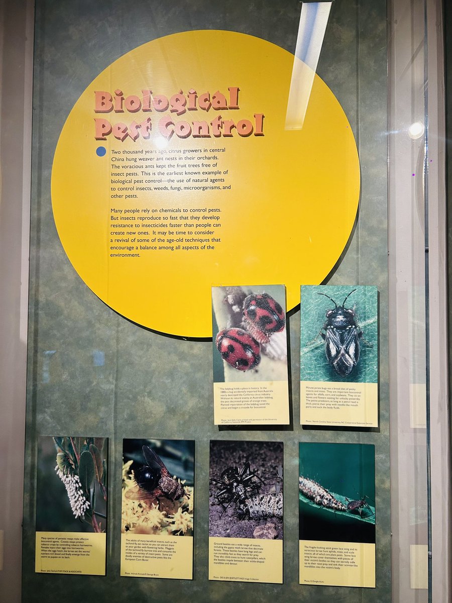 Mamta Sharma (@mamtasharma_1) on Twitter photo Worth A visit! Spotted at the Natural Science Museum <a href="/NCState/">NC State University</a> : soil-root synergy, biodiversity, natural pest control & Women in Science section #Biodiversity #Soilmicrobiome #WomenInSTEM #SustainableFuture” <a href="/ICRISAT/">ICRISAT</a> <a href="/DrStanfordBlade/">Dr. Stanford F. Blade KSLA 🇨🇦🇮🇳</a> <a href="/HPathakOfficial/">Dr Himanshu Pathak</a> Worth A visit! Spotted at the Natural Science Museum <a href="/NCState/">NC State University</a> : soil-root synergy, biodiversity, natural pest control & Women in Science section #Biodiversity #Soilmicrobiome #WomenInSTEM #SustainableFuture” <a href="/ICRISAT/">ICRISAT</a> <a href="/DrStanfordBlade/">Dr. Stanford F. Blade KSLA 🇨🇦🇮🇳</a> <a href="/HPathakOfficial/">Dr Himanshu Pathak</a>